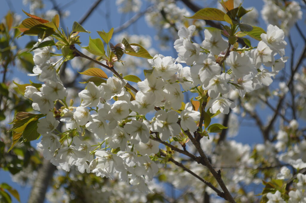桜　2023年4月4日撮影