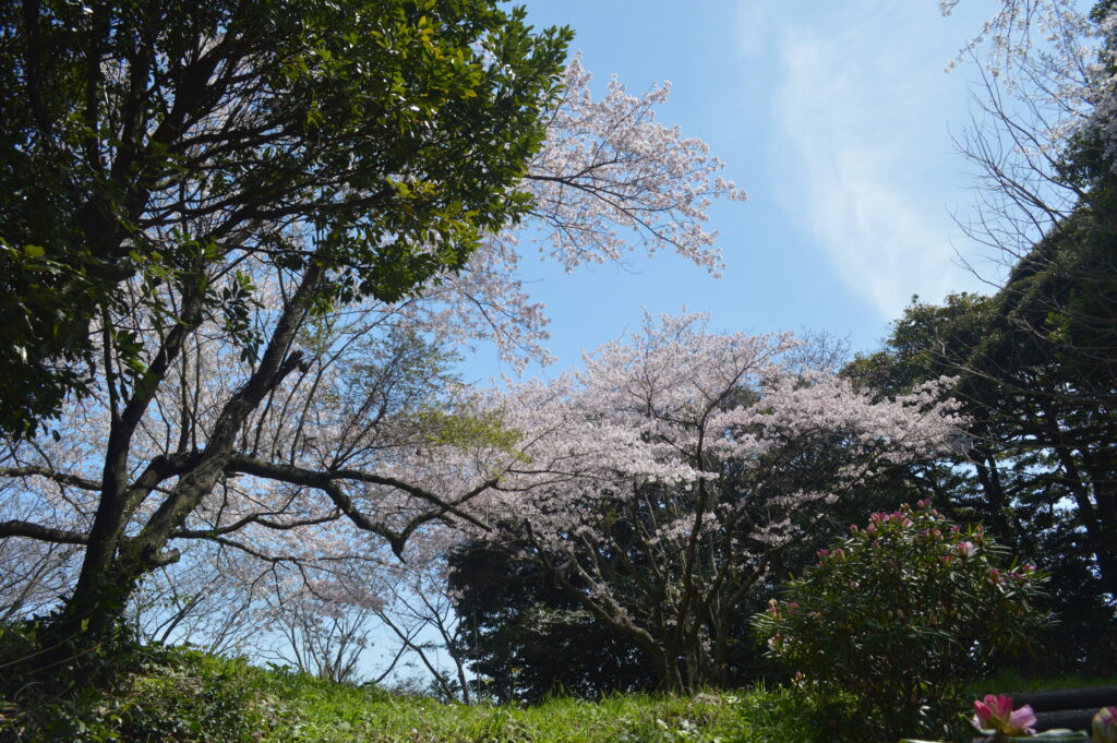 桜　2023年4月4日撮影
