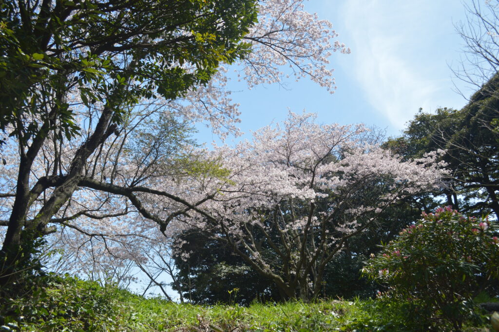 桜　2023年4月4日撮影