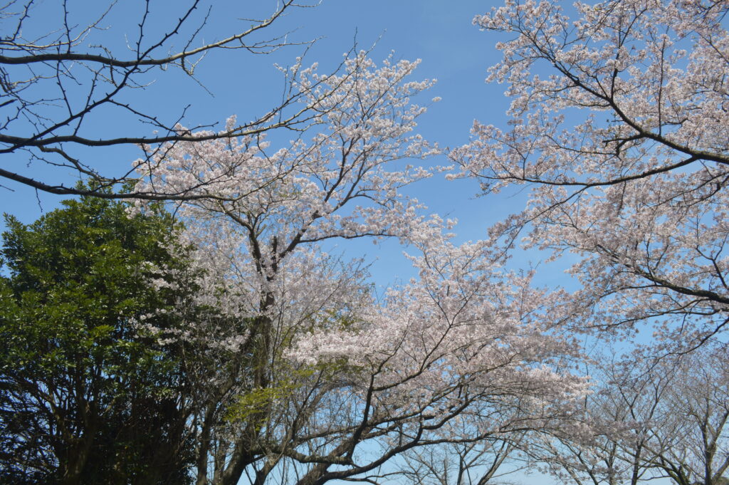 桜　2023年4月4日撮影