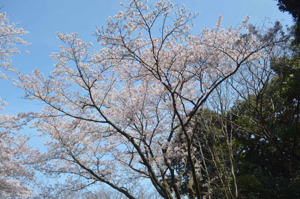 桜　2023年4月4日撮影