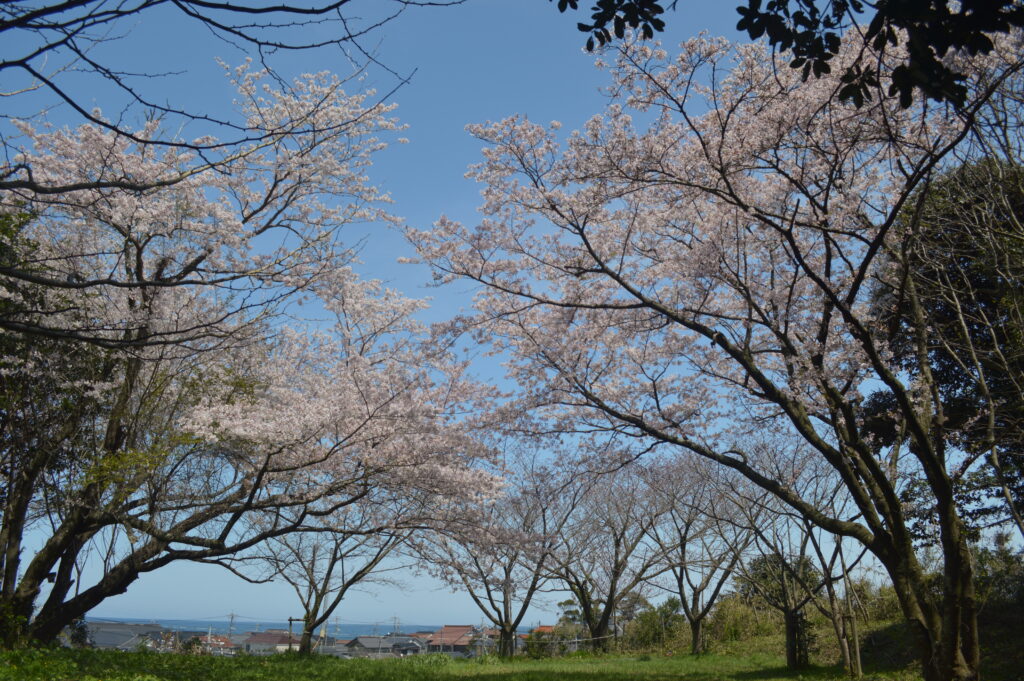 桜　2023年4月4日撮影