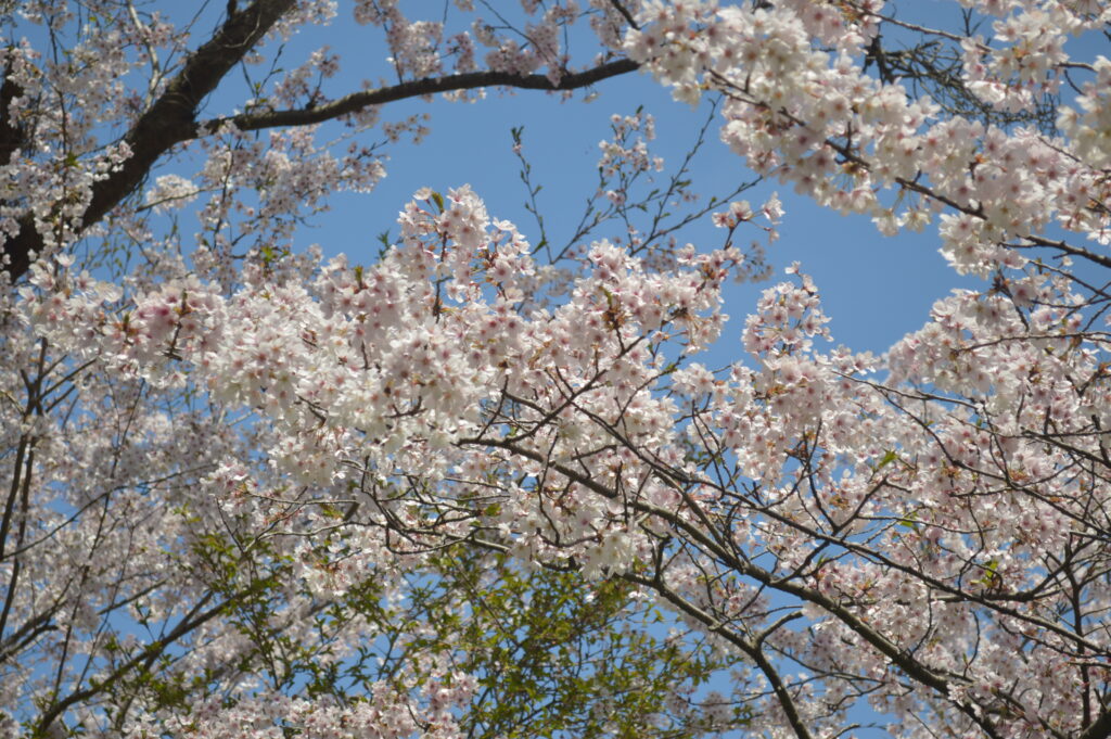 桜　2023年4月4日撮影