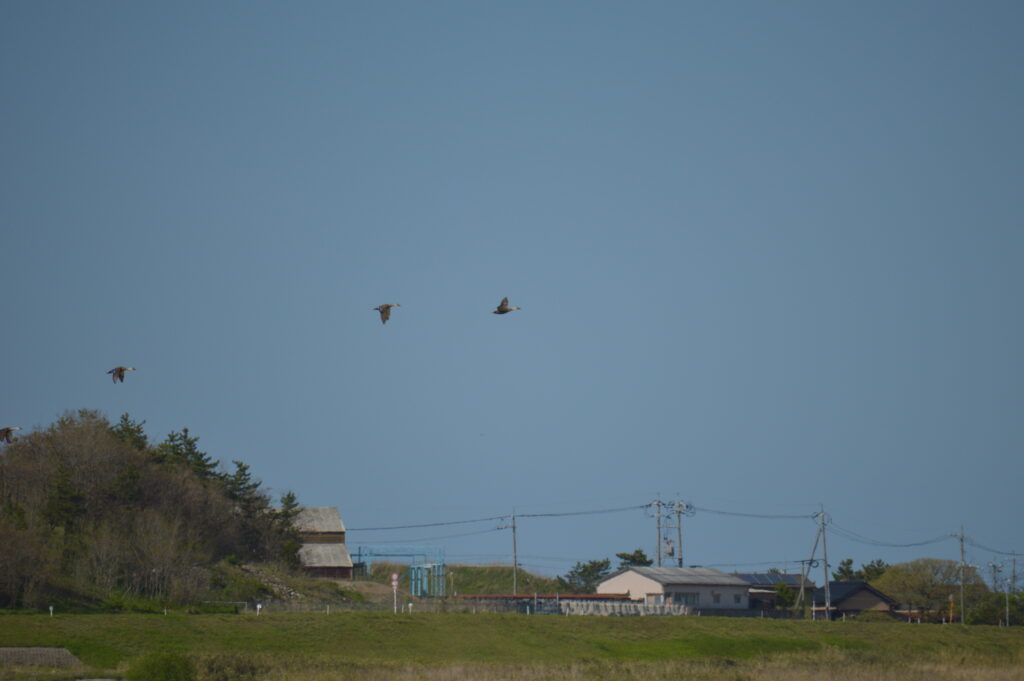 鴨　2021年4月10日撮影