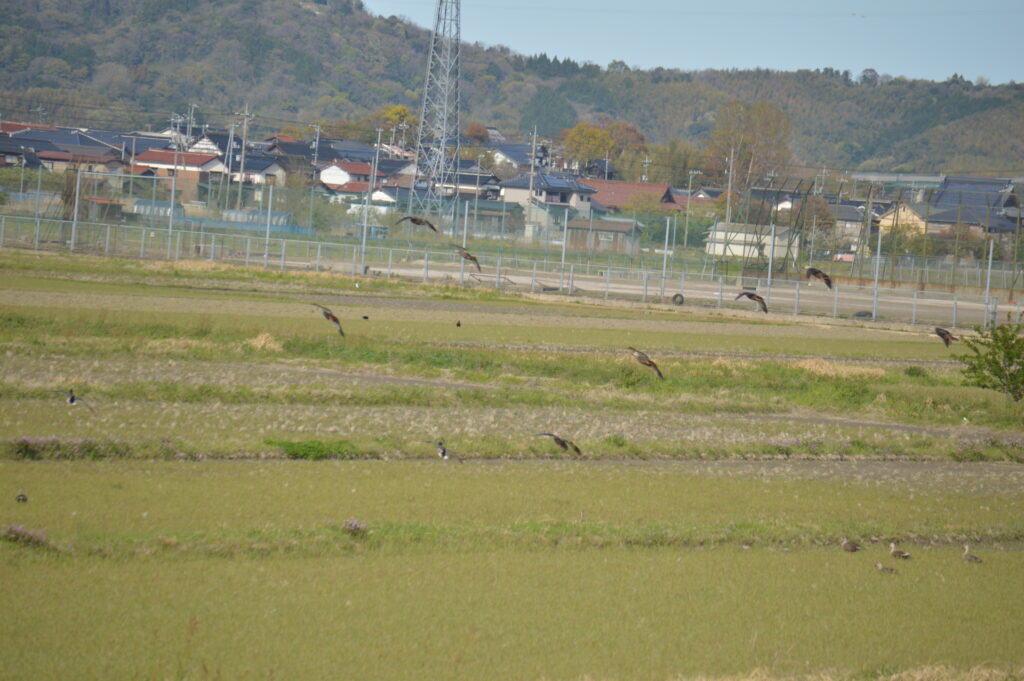 鴨　2021年4月10日撮影