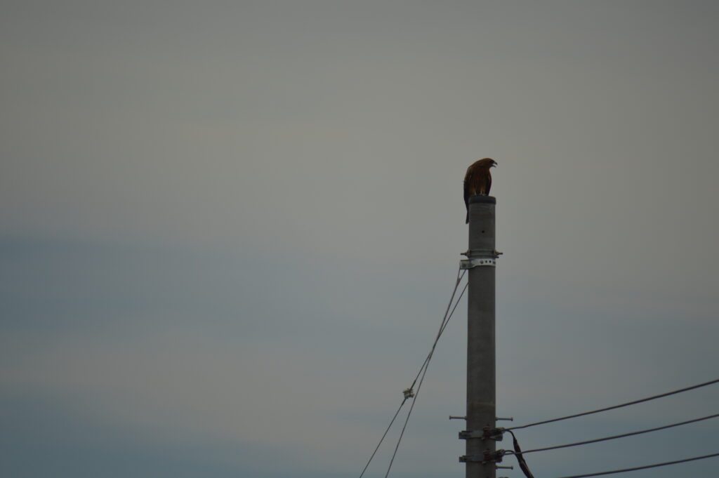 鳶　2021年9月12日撮影