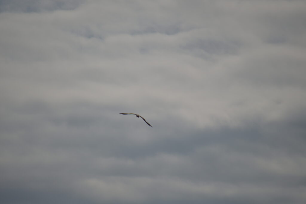 鳶　2021年9月16日撮影