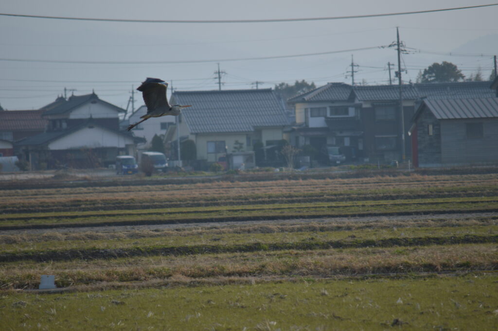 鷺　2022年3月12日撮影