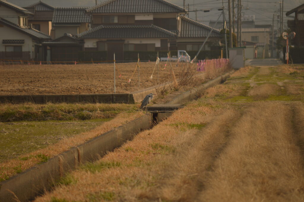 鷺　2022年3月12日撮影