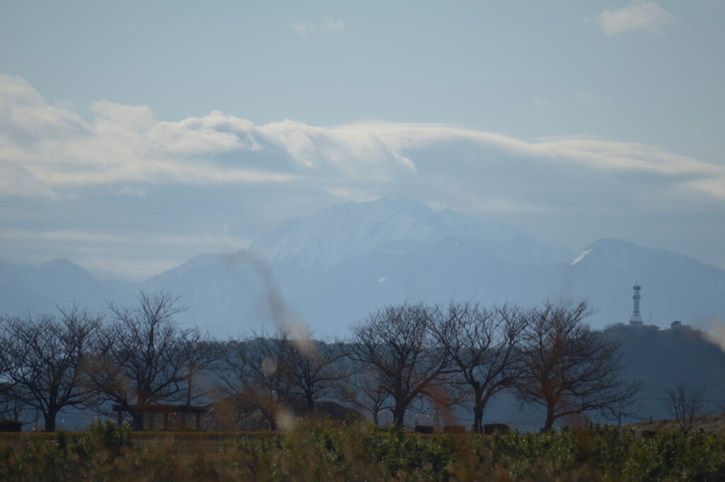 大山と冬の桜並木　2024年1月2日撮影