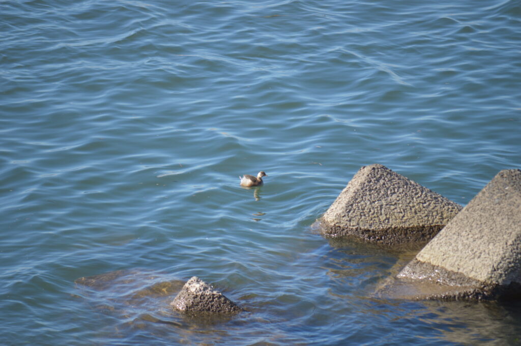 カイツブリ　2024年2月18日撮影