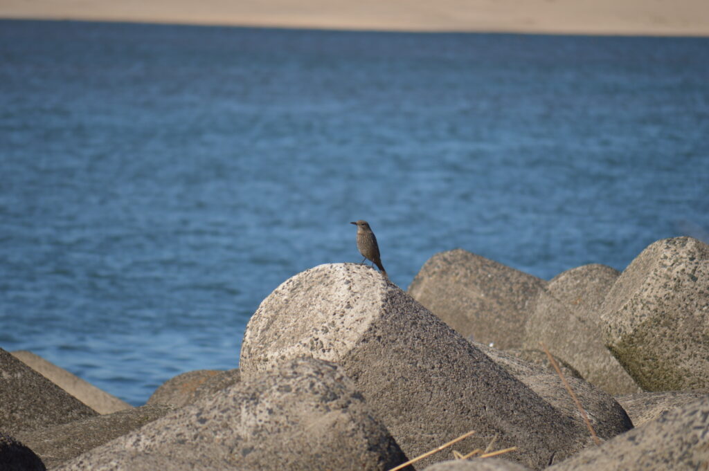 イソヒヨドリ（雌）　2024年2月18日撮影