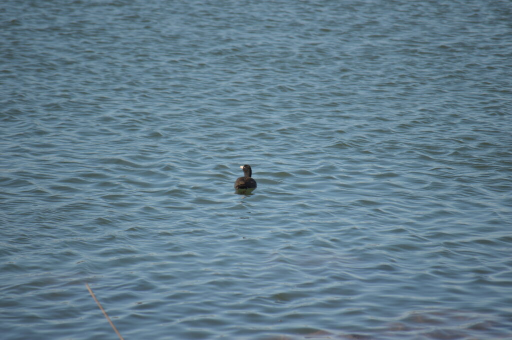 オオバン　2024年2月18日撮影