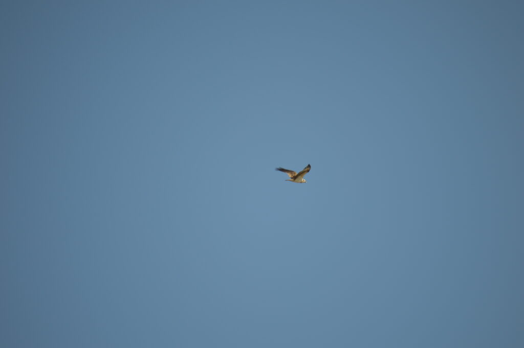 ミサゴ　2024年2月18日撮影