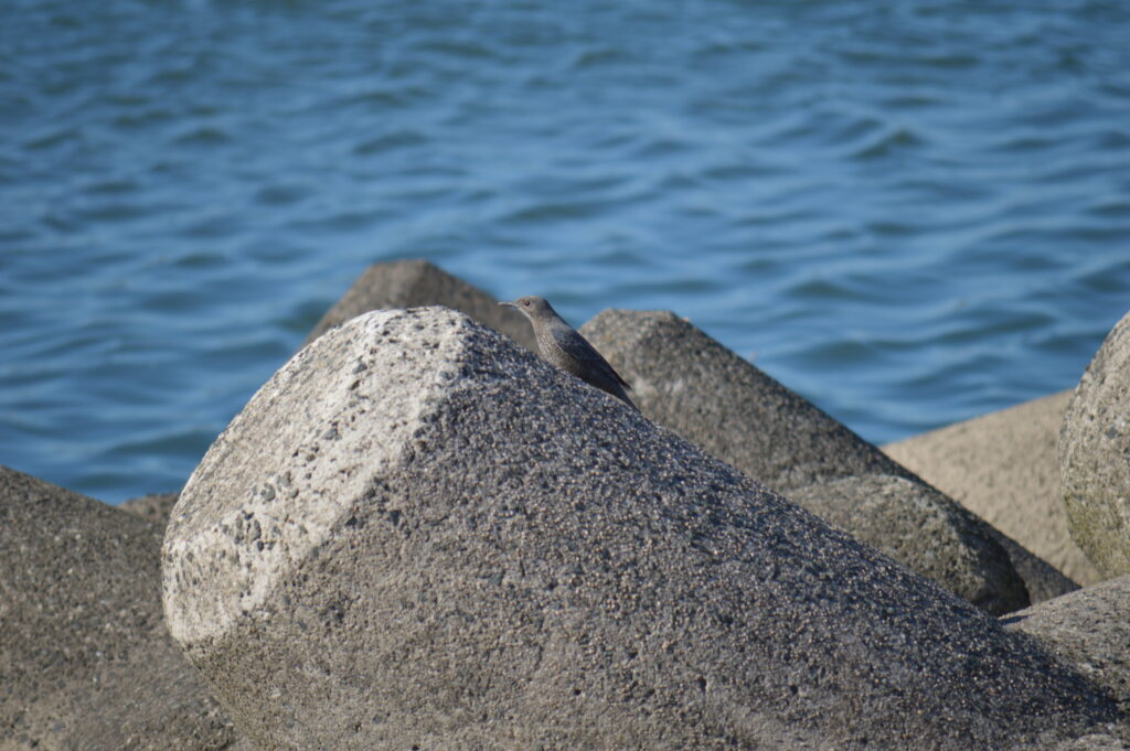 イソヒヨドリ（雌）　2024年2月18日撮影