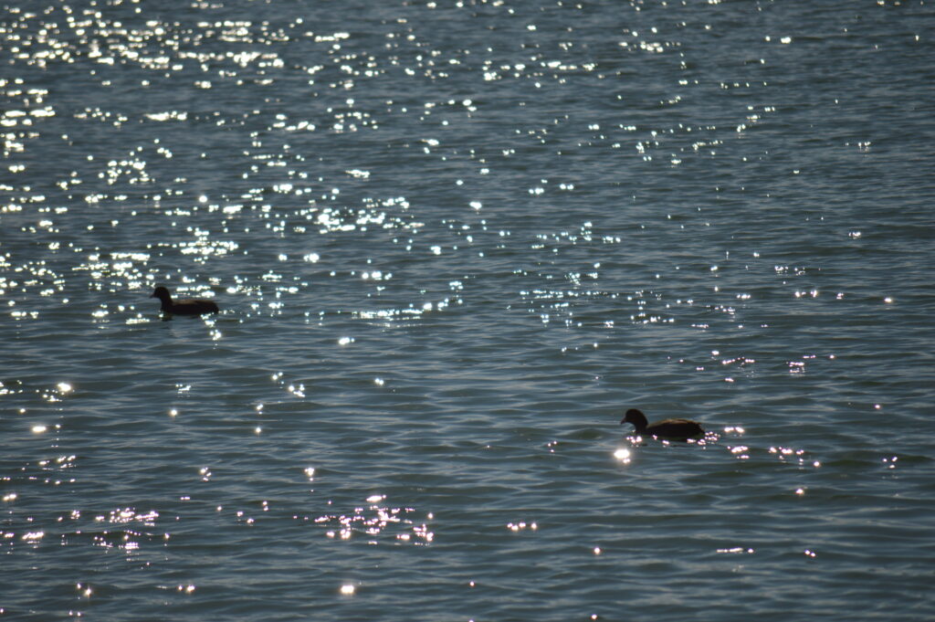 鴨　2024年2月18日撮影