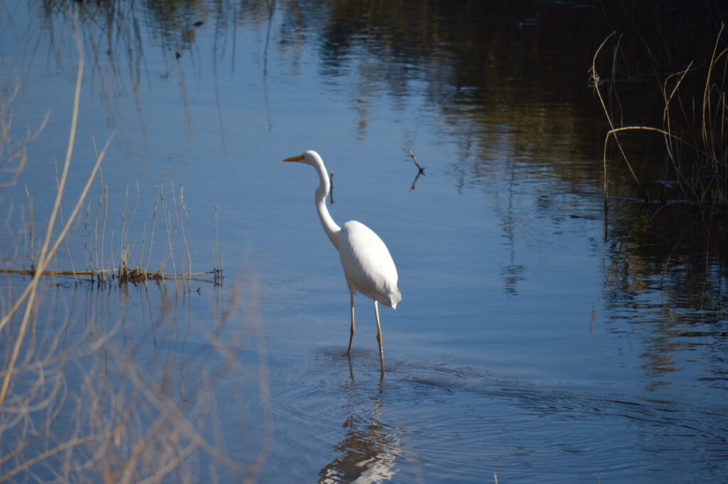 白鷺　2024年2月18日撮影