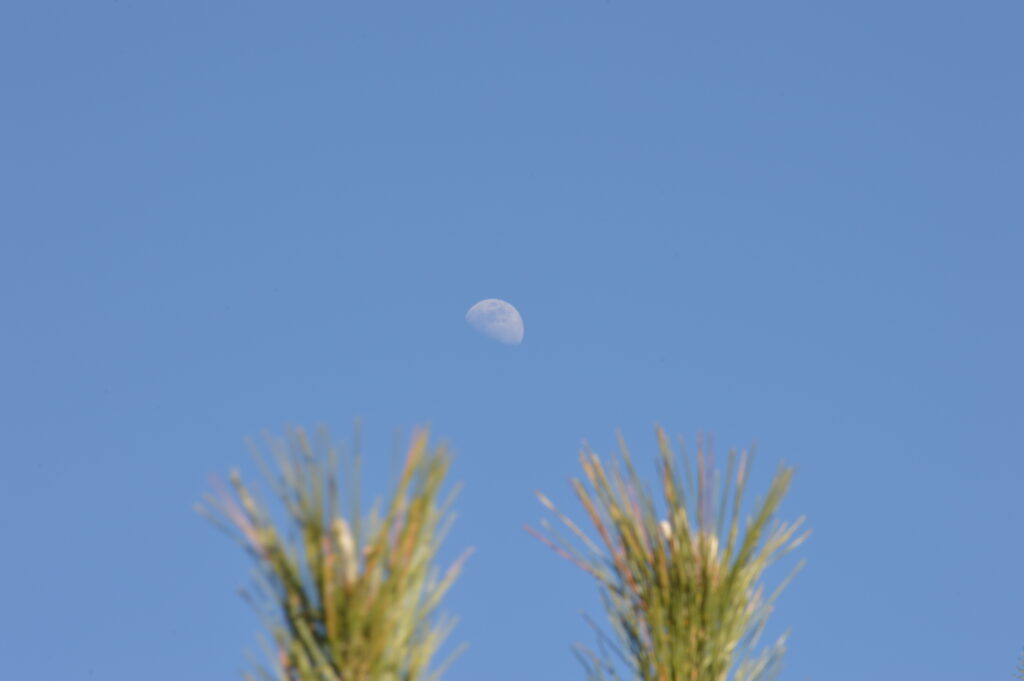 月　2024年2月18日撮影