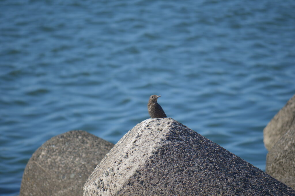 イソヒヨドリ（雌）　2024年2月18日撮影