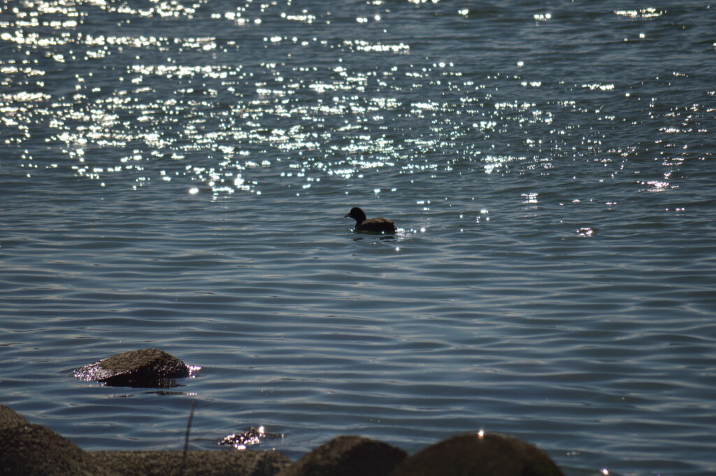 鴨　2024年2月18日撮影