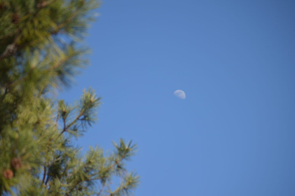 月　2024年2月18日撮影