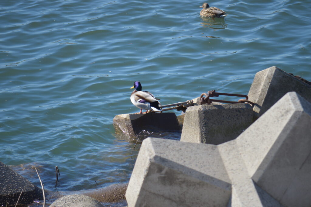 マガモ　2024年2月18日撮影