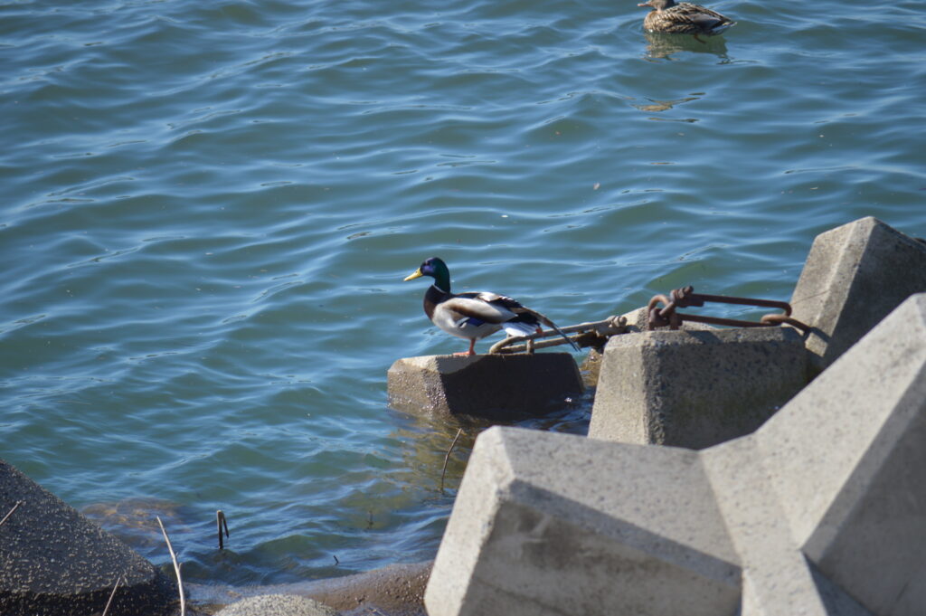 マガモ　2024年2月18日撮影