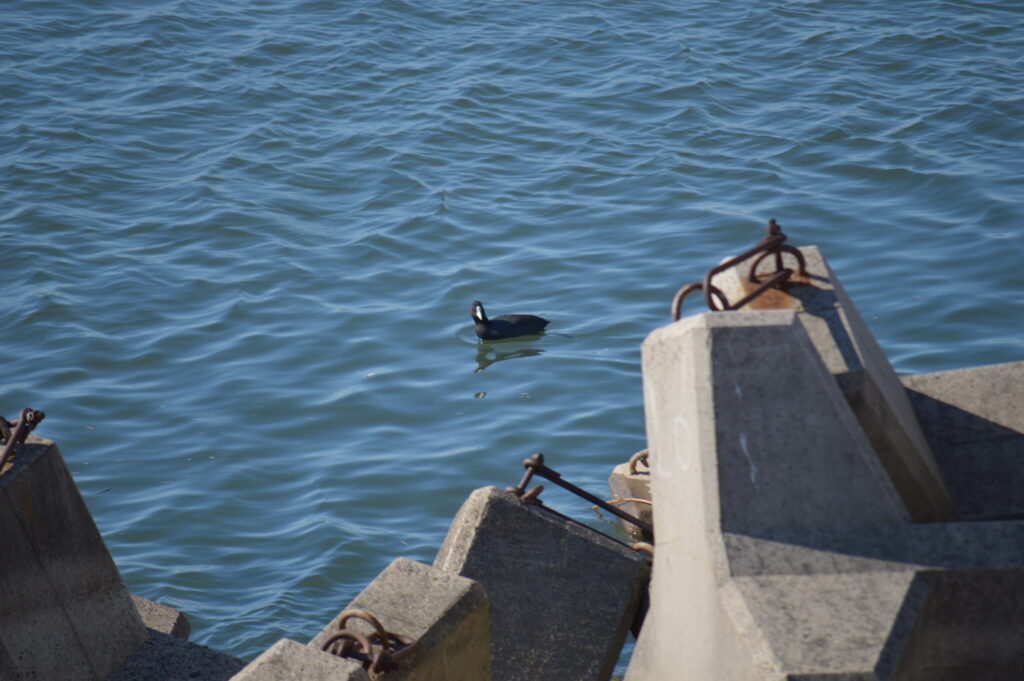オオバン　2024年2月18日撮影