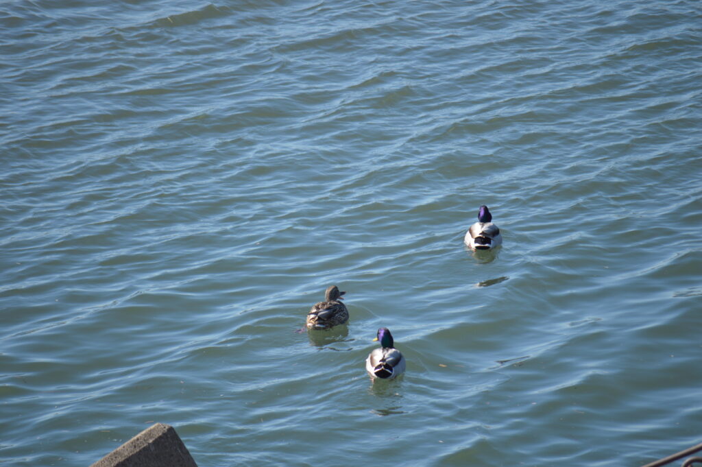 マガモ　2024年2月18日撮影
