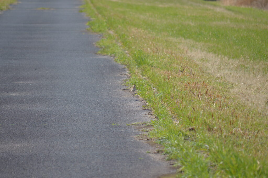 雲雀　2024年3月10日撮影