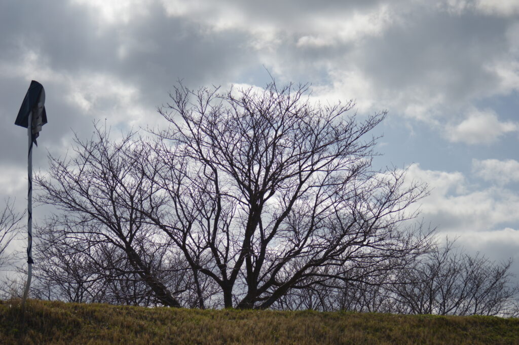 春先の桜の木　2024年3月10日撮影