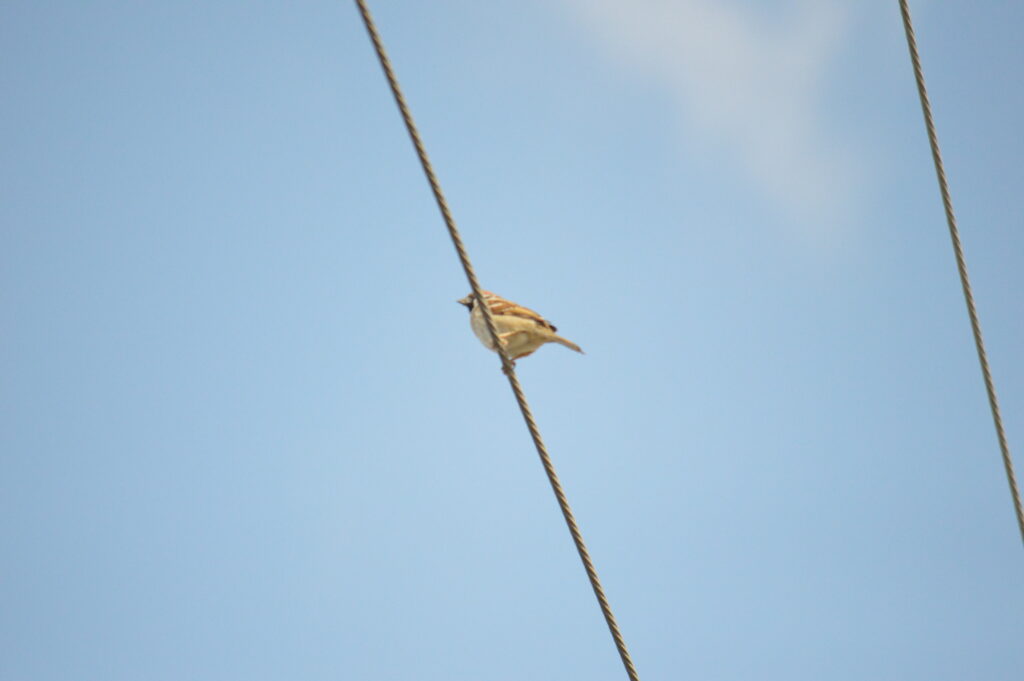 雀　2024年3月10日撮影