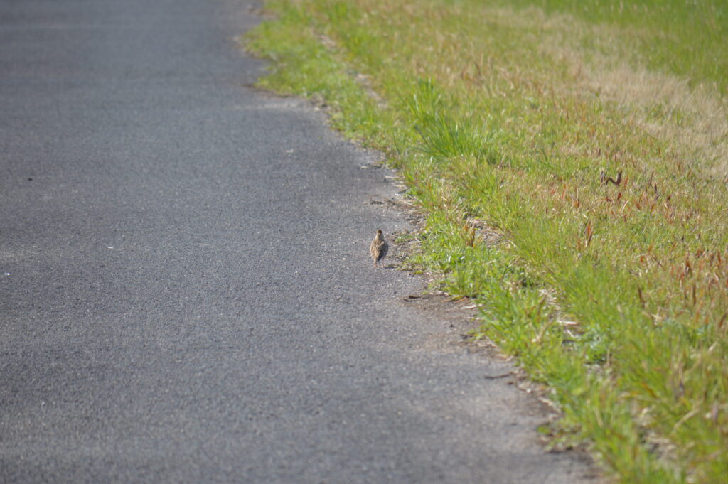 雲雀　2024年3月10日撮影