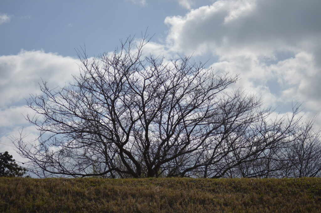 春先の桜の木　2024年3月10日撮影