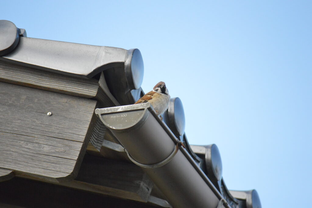 雀　2024年3月10日撮影