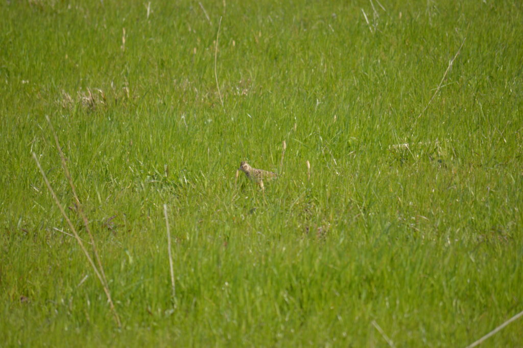 雲雀　2024年3月10日撮影