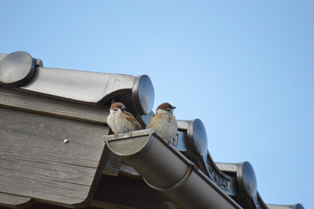 雀　2024年3月10日撮影