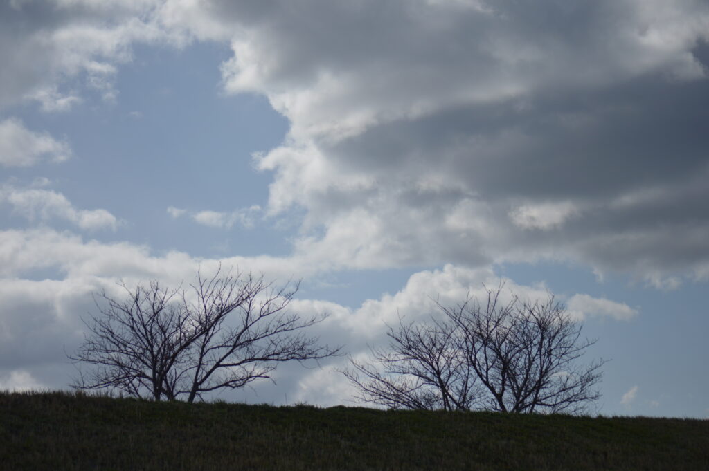 春先の桜並木　2024年3月10日撮影