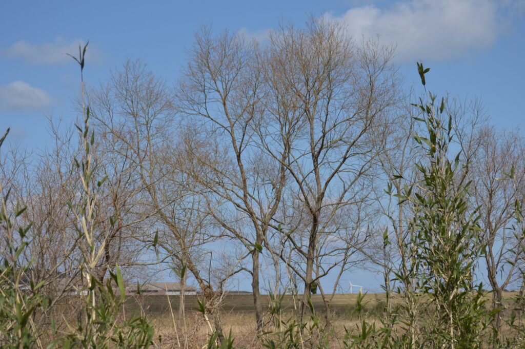 景色　2024年3月10日撮影
