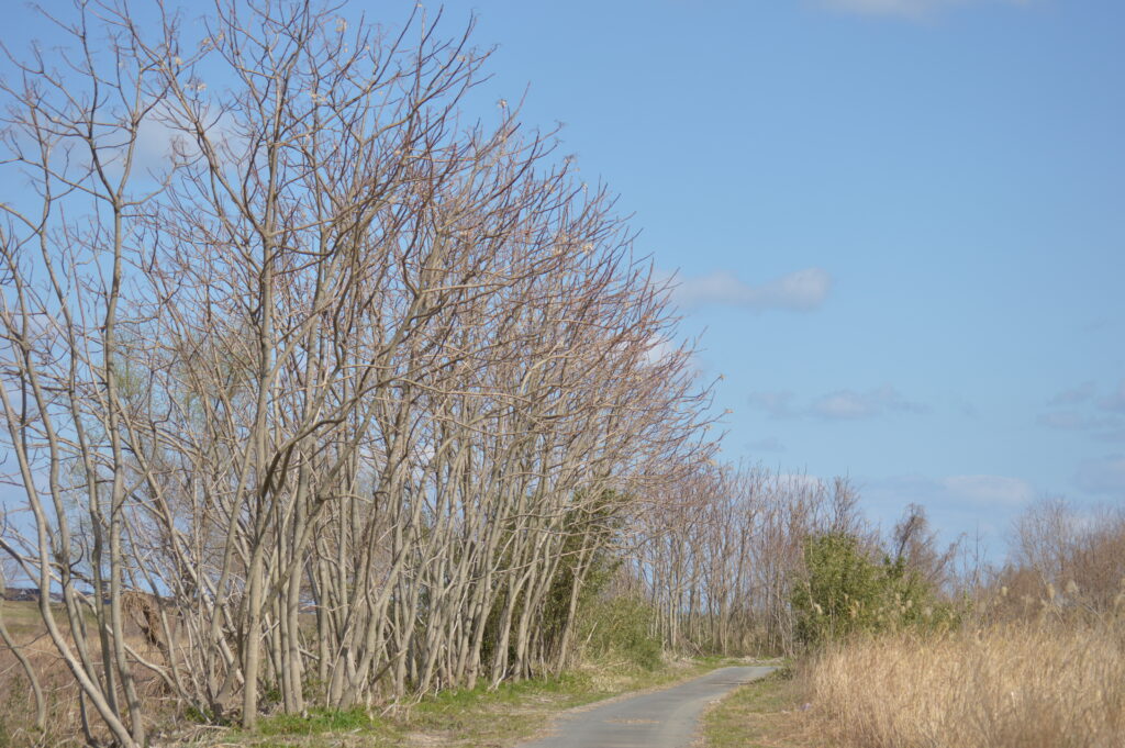 景色　2024年3月10日撮影