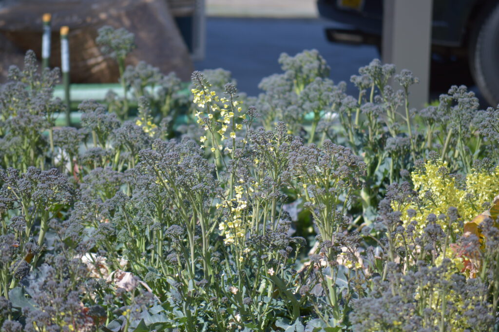 ブロッコリーの花　2024年3月10日撮影