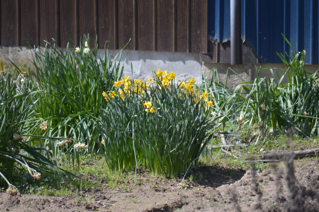 黄水仙　2024年3月10日撮影