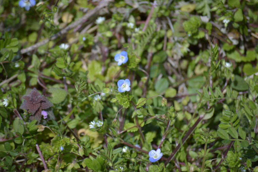 オオイヌノフグリ　2024年3月10日撮影