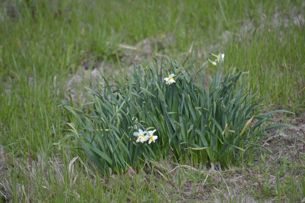 水仙　2024年3月10日撮影