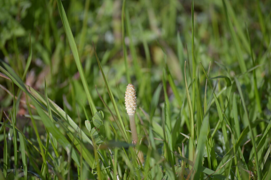 土筆　2024年3月10日撮影