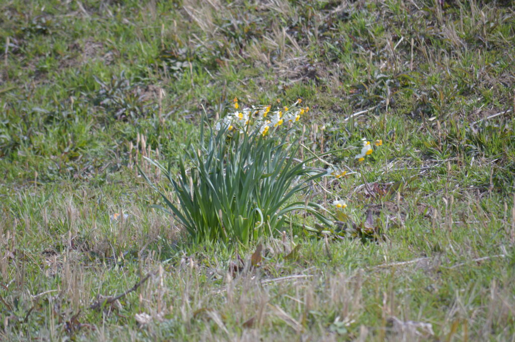 水仙　2024年3月10日撮影