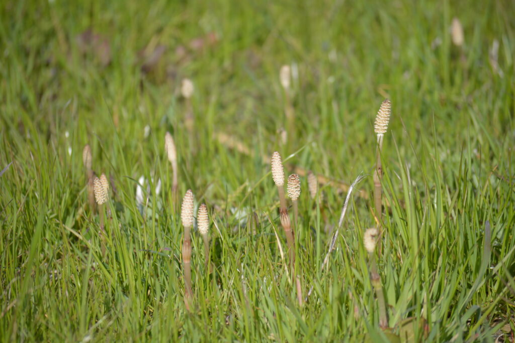 土筆　2024年3月10日撮影