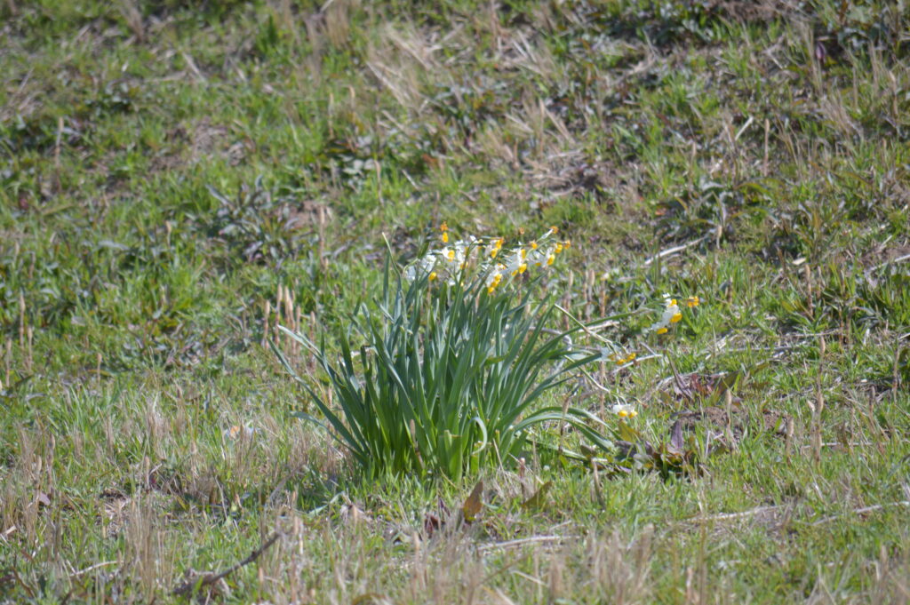 水仙　2024年3月10日撮影