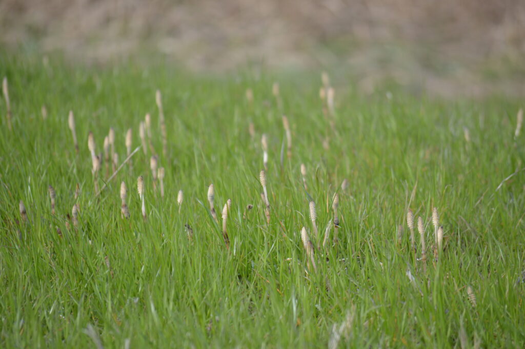 土筆　2024年3月10日撮影