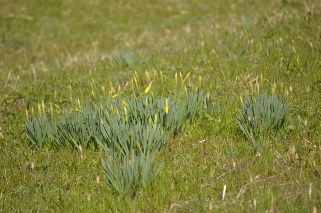 水仙　2024年3月10日撮影